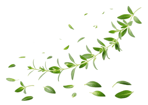 Fresh thyme leaf and sprig with scattered leaves creating natural and lively herbal scene full of green freshness and vitality png