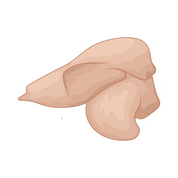 illustration of a chicken breast vector