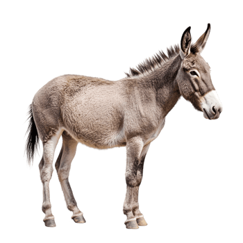 Side View Donkey Animal Photography on Transparent Background png