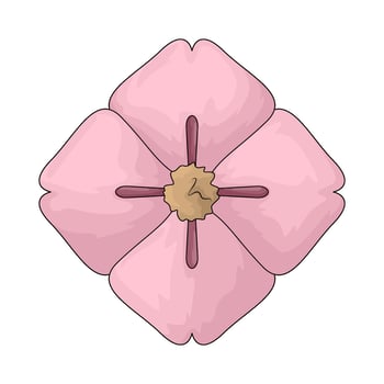Japan sakura blossom vector