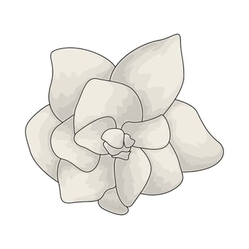 fresh white flowers vector