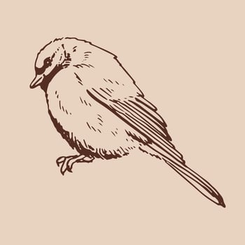 Titmouse. Bird. illustration vector