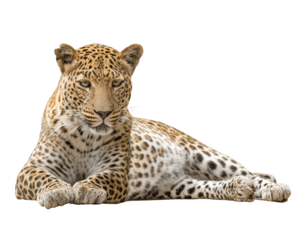 Leopard resting in its natural habitat for wildlife lovers png