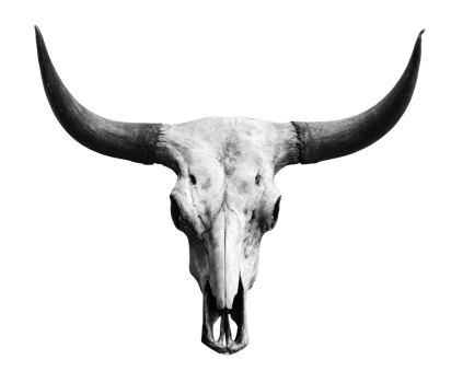 Rustic bull skull with prominent horns for western decor png