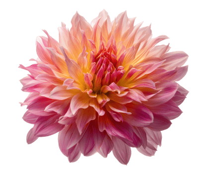 Beautiful pink dahlia flower with vibrant petals in full bloom png
