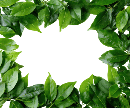 Green leaves frame for nature-themed designs and invitations png