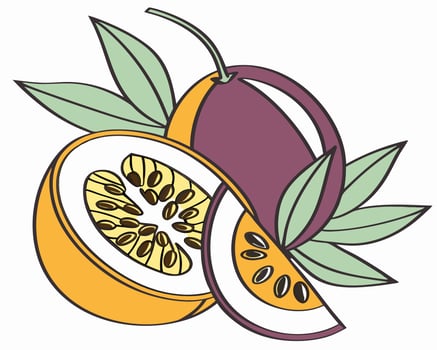 Passion Fruit Illustration, Cut Open vector