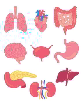 Human body organs set, educational illustration showing internal anatomy elements for learning and study use vector