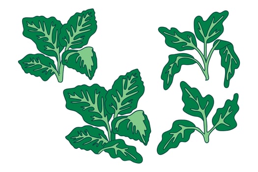 Botanical tropical leaves isolated on white background. Hand drawn green foliage plant illustration set. Graphic design element for Birthday Invitation Greeting Card Print Fashion Poster Cover vector