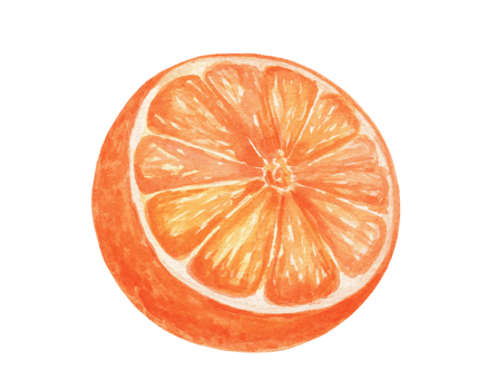 Watercolor half of orange fruit, isolated food illustration png