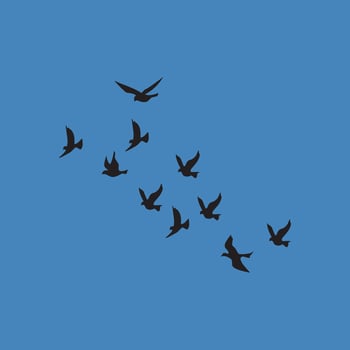 Flying birds silhouetted against the blue sky. vector