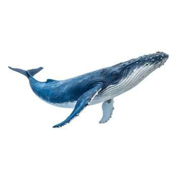 Realistic Humpback Whale Illustration with Streamlined Body and Distinct Blue Tones png