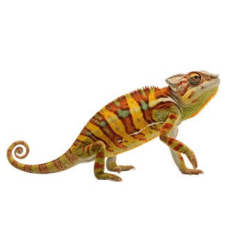 Vibrant Patterned Chameleon with Curled Tail on Transparent Background png