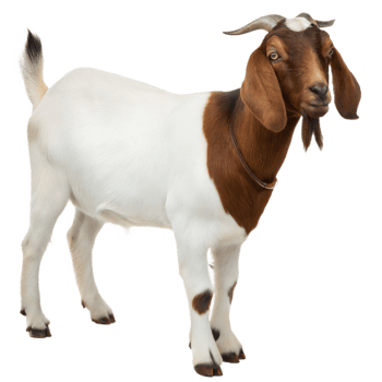 Elegant Brown and White Boer Goat Standing Tall on Transparent Background png