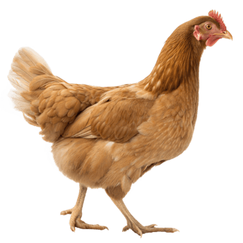 Beautiful Brown Hen Standing on Transparent Background png