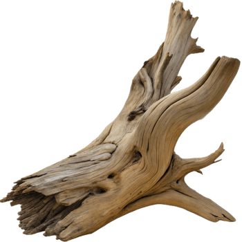 Weathered Piece of Natural Driftwood on Transparent Background png