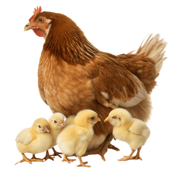Protective Mother Hen with Adorable Yellow Chicks on Transparent Background png