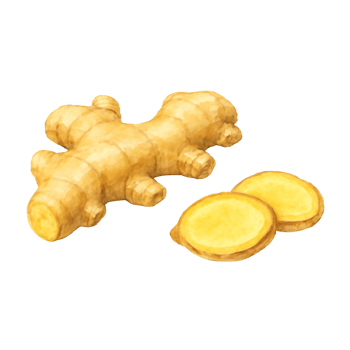 Ginger Root Watercolor Art png