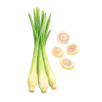 A watercolor illustration of green onions png