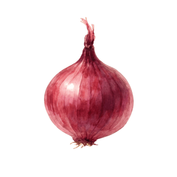 Shallot Watercolor Vegetable Illustration png