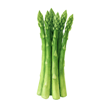 Asparagus Spear Watercolor Painting png