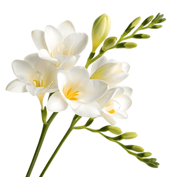 Elegant white freesia blossoms, perfect for spring or wedding themes. png