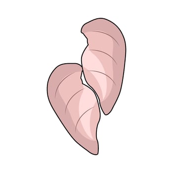 chicken breast illustration vector