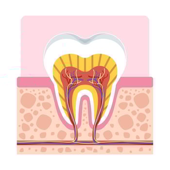 Healthy tooth anatomy cross section showing root, nerves, enamel, and gum structure for dental and medical use. vector