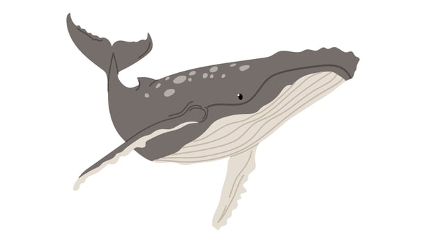 Grey humpback whale. Big oceanic fish. Aquatic animal. Ocean mammal. Underwater world. Whale Isolated on white background. vector