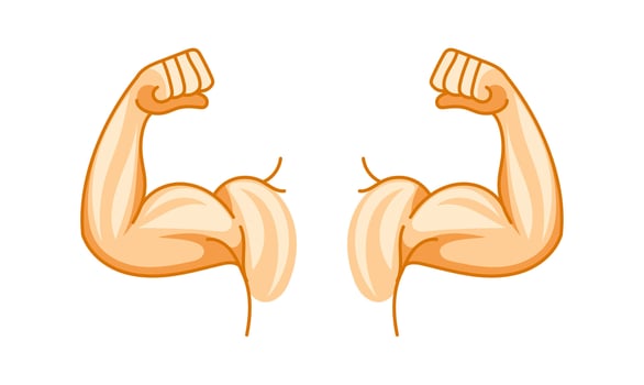 Strong arms showing biceps and fists on white background vector