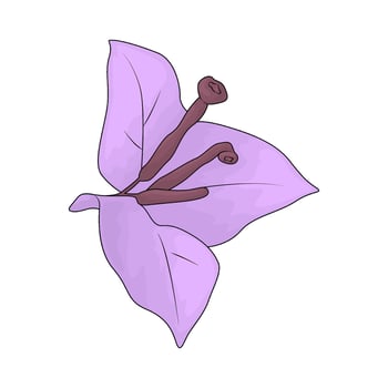 illustration of a bougainvillea vector