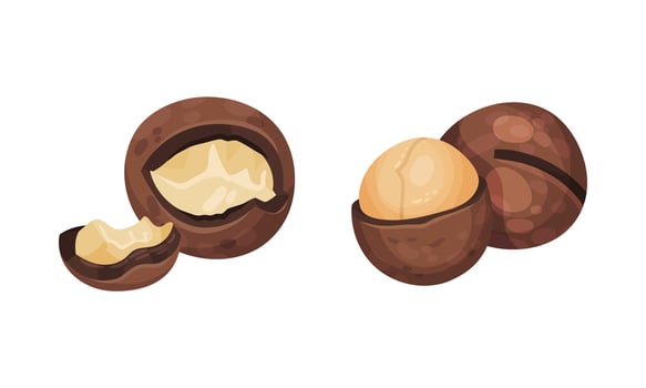 Fresh macadamia nuts set. Organic healthy natural product illustration vector