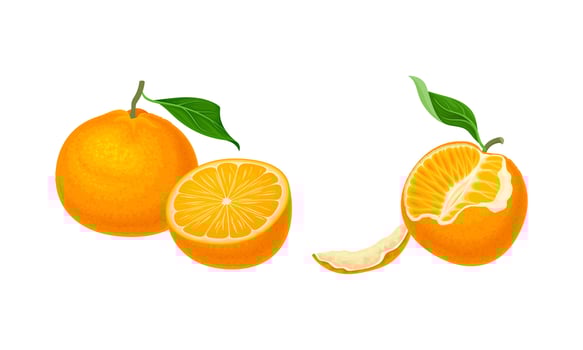 Fresh ripe juicy mandarin fruits set illustration vector