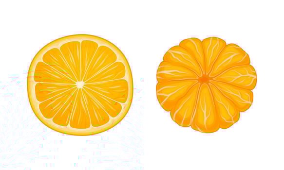 Fresh ripe mandarins set. Unpeeled and sliced ripe tropical fruits illustration vector