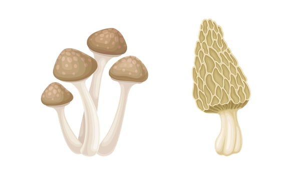 Edible mushrooms species set. Yanagi matsutake and morel mushroom illustration vector