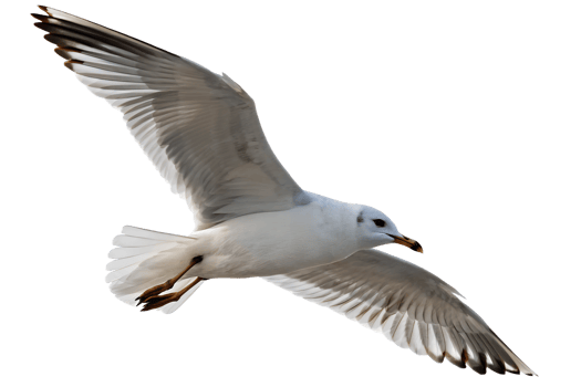 Seagull in flight isolated on transparent background, wild bird with wings spread wide for nature or wildlife designs png