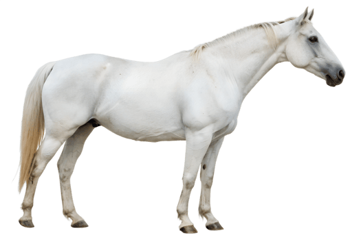 Elegant white horse isolated on the transparent background png