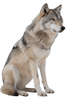 Majestic grey wolf in a relaxed sitting pose isolated on the transparent background png