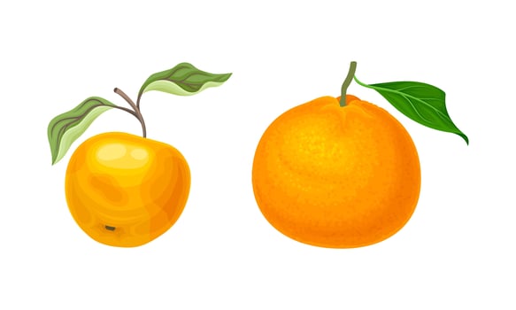 Orange fruits set. Fresh ripe orange and apple cartoon illustration vector