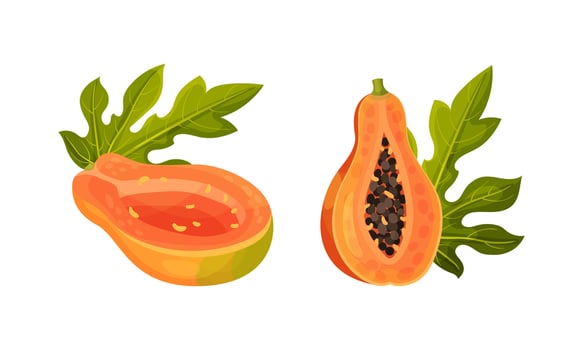 Fresh ripe tropical sliced papaya fruit illustration vector