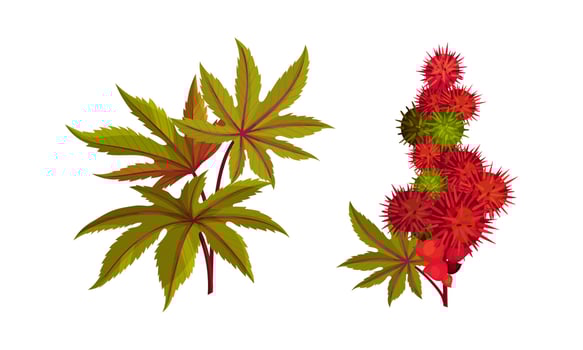 Set of ripe rambutan berries on branch. Fresh organic tropical exotic fruit illustration vector