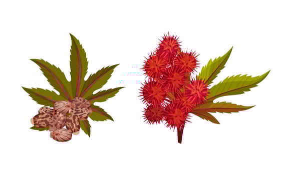 Set of rambutan branches with leaves, flowers and berries. Organic tropical exotic plant illustration vector