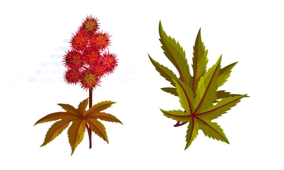 Set of rambutan branches with leaves and ripe berries. Organic tropical exotic fruit illustration vector