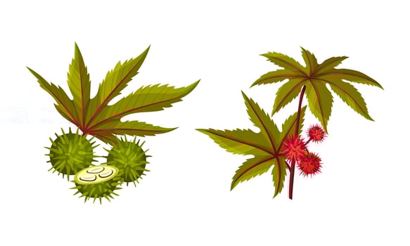 Ripe and unripe rambutan berries on branches with leaves set. Organic tropical exotic fruit illustration vector