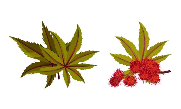 Set of ripe rambutan berries and branch with green leaves. Fresh organic tropical exotic fruit illustration vector