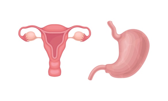 Stomach and uterus donor human organs set cartoon illustration vector
