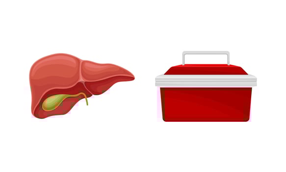 Liver with gall bladder donor organ and cooler box for transporting human organs cartoon illustration vector