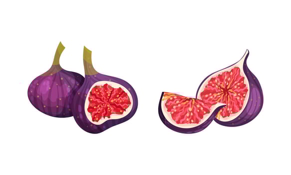 Fresh ripe delicious juicy figs set. Whole and cut in half and quarter tropical fruit illustration vector