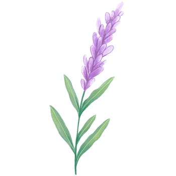 Watercolor Lavender Illustration Cute Hand Painted Botanical Clipart for Floral and Nature Design png