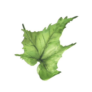 Watercolor Cucumber green leaf. Botanical vegetable farm plant. Greenery realistic clipart for farming, gardening label, eco, cosmetic floral design. Isolated from background hand drawn illustration. png